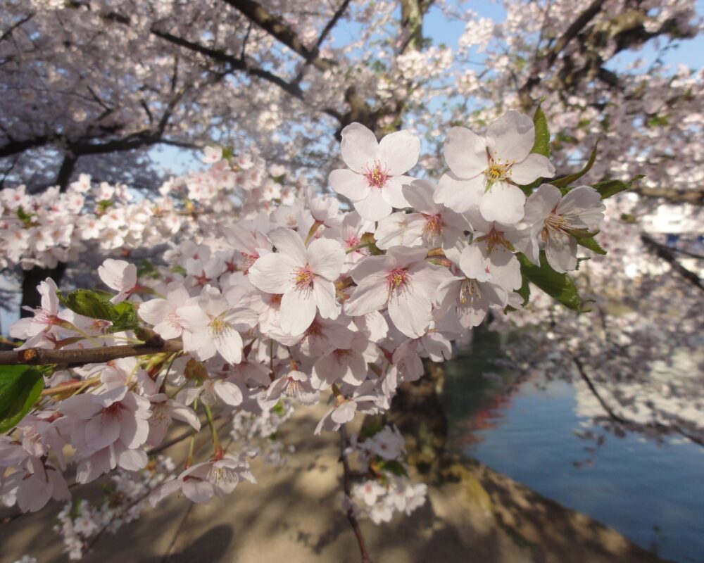 弘前｜桜
